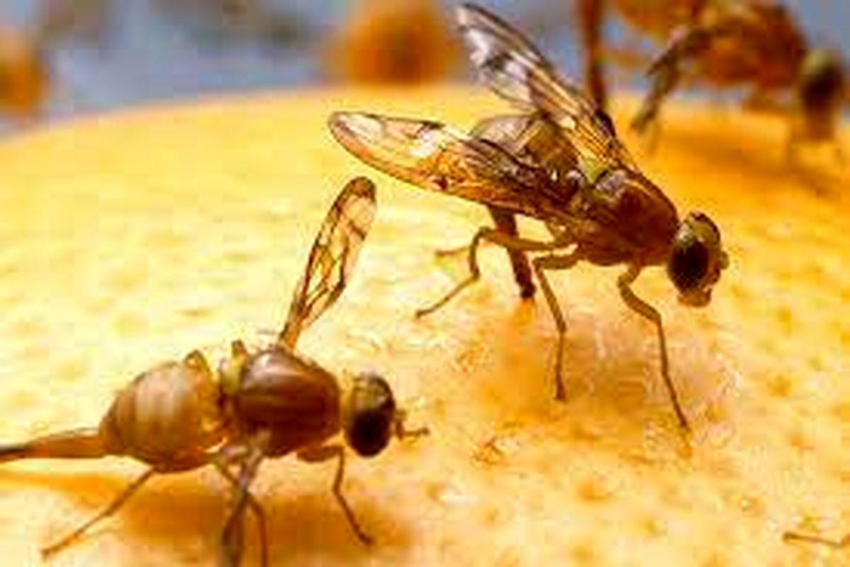 مگس میوه مدیترانه ای