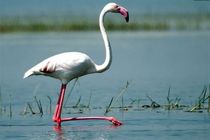 کشف و ضبط 2 عدد فلامینگوی بزرگ در شهرستان خمینی شهر 