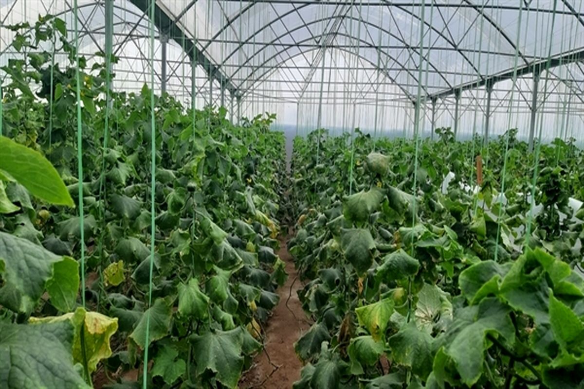 بانک کشاورزی