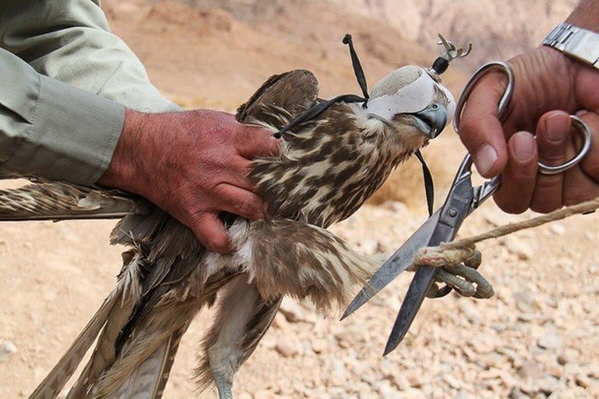 قاچاقچی شاهین
