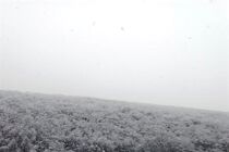 خسارت بحران برف سال ۹۲ تنکابن هنوز جبران نشده است