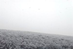خسارت بحران برف سال ۹۲ تنکابن هنوز جبران نشده است