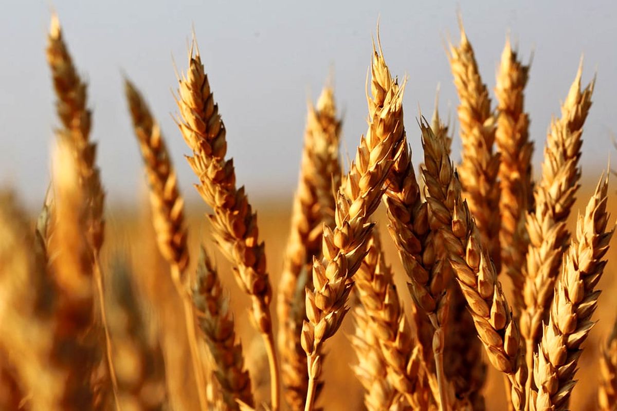 گندم