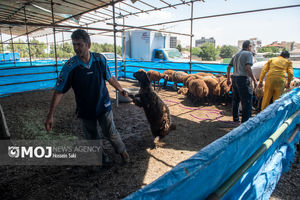 وزارت بهداشت در خصوص ذبح غیر بهداشتی دام در عید قربان هشدار داد