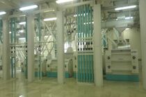 اختلاف وزارت جهاد کشاورزی با کانون صنایع غذایی درباره افت گندم