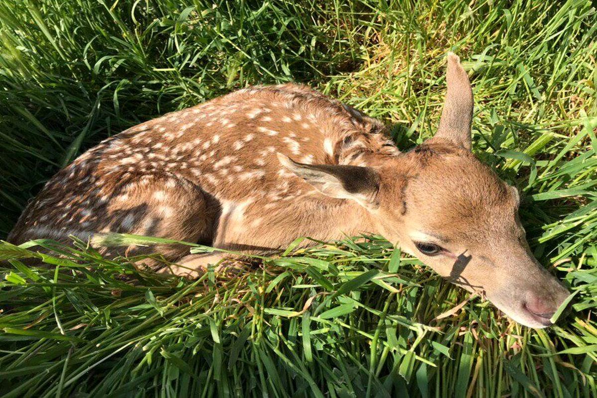 گوزن زرد ایرانی