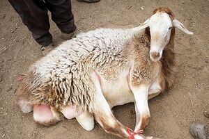 کشف ۱۹ فقره سرقت احشام در اعترافات باند سرقت