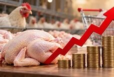 دلایل افزایش قیمت مرغ و محصولات پروتئینی در بازار