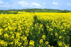 صد هکتار از اراضی استان به کشت کلزا اختصاص دارد/ حمایت ویژه‌ دولت برای افزایش کشت کلزا