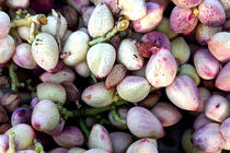 پیش بینی برداشت بیش از ۴ هزار تُن پسته خشک در آران وبیدگل/ صادرات پسته به ۷ کشور