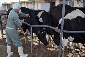 تزریق بیش از 9 میلیون دز واکسن به دام های موجود در اردبیل