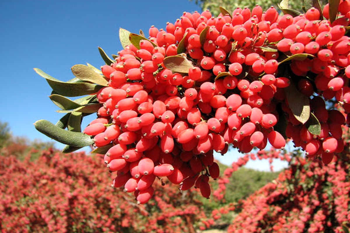 برداشت زرشک