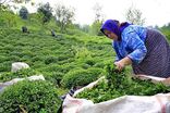 پرداخت ۸۷ درصد مطالبات چایکاران