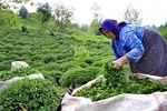 برداشت بهاره چای در گیلان و مازندران به ۱۵ هزار تن رسید