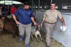 جانمایی شهرداری رشت پیرامون عرضه و ذبح گوسفند زنده 