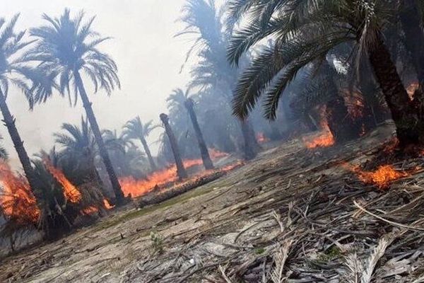 حدود ۹۰۰۰ هکتار از جنگل‌ها و مراتع در حمله اسرائیل تخریب شده است