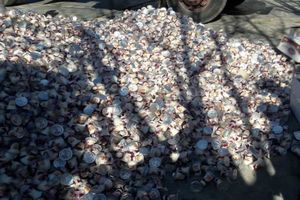 امحای 62 هزار عدد پشمک تاریخ گذشته در کرمانشاه