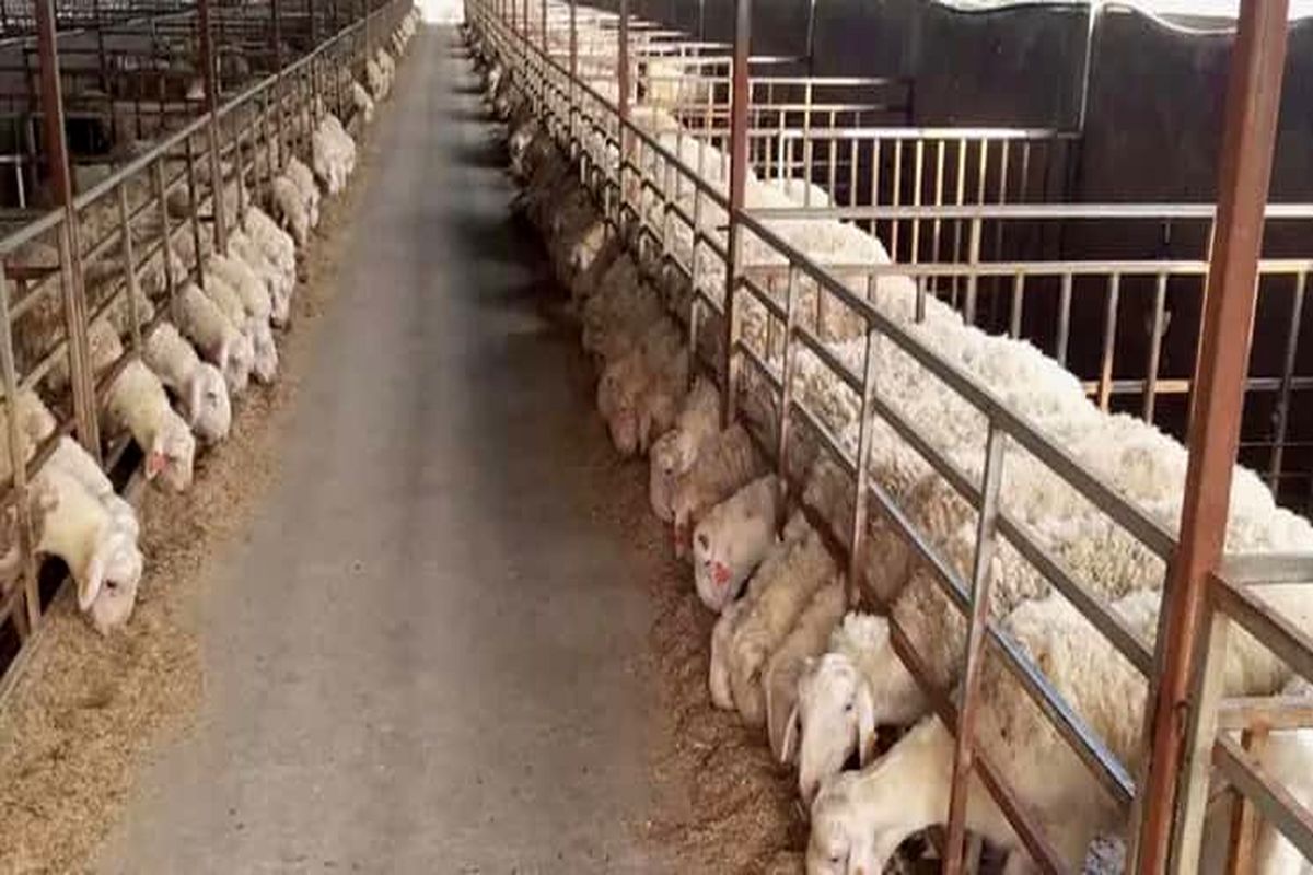 جهاد کشاورزی شیراز 