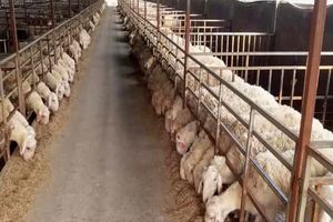 تخصیص اعتبارات تسهیلات فعال سازی پرواربندی به دامداران شیراز