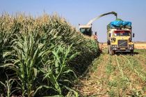 برداشت ذرت علوفه‌ای از ۵۰ هکتار مزارع مه ولات