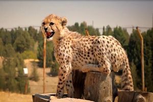 پروژه تکثیر یوز در اسارت همچنان ادامه دارد