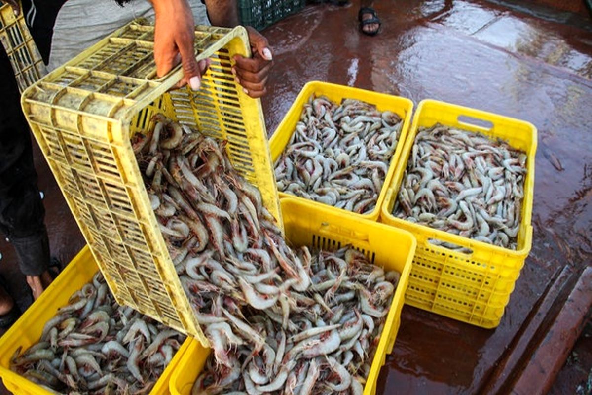 فصل صید میگو در آب‌های هرمزگان 