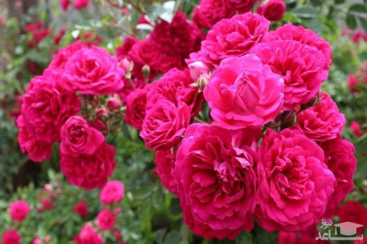 گل محمدی