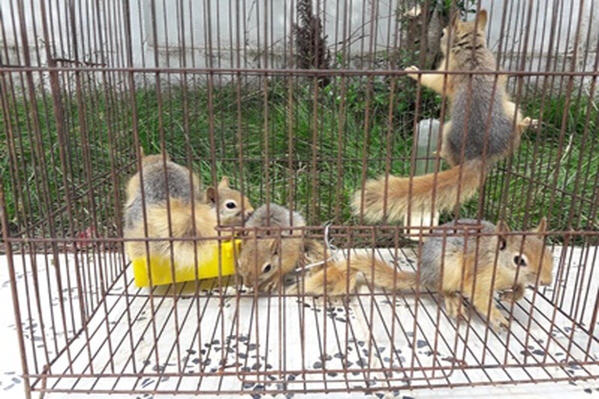 سنجاب ایرانی