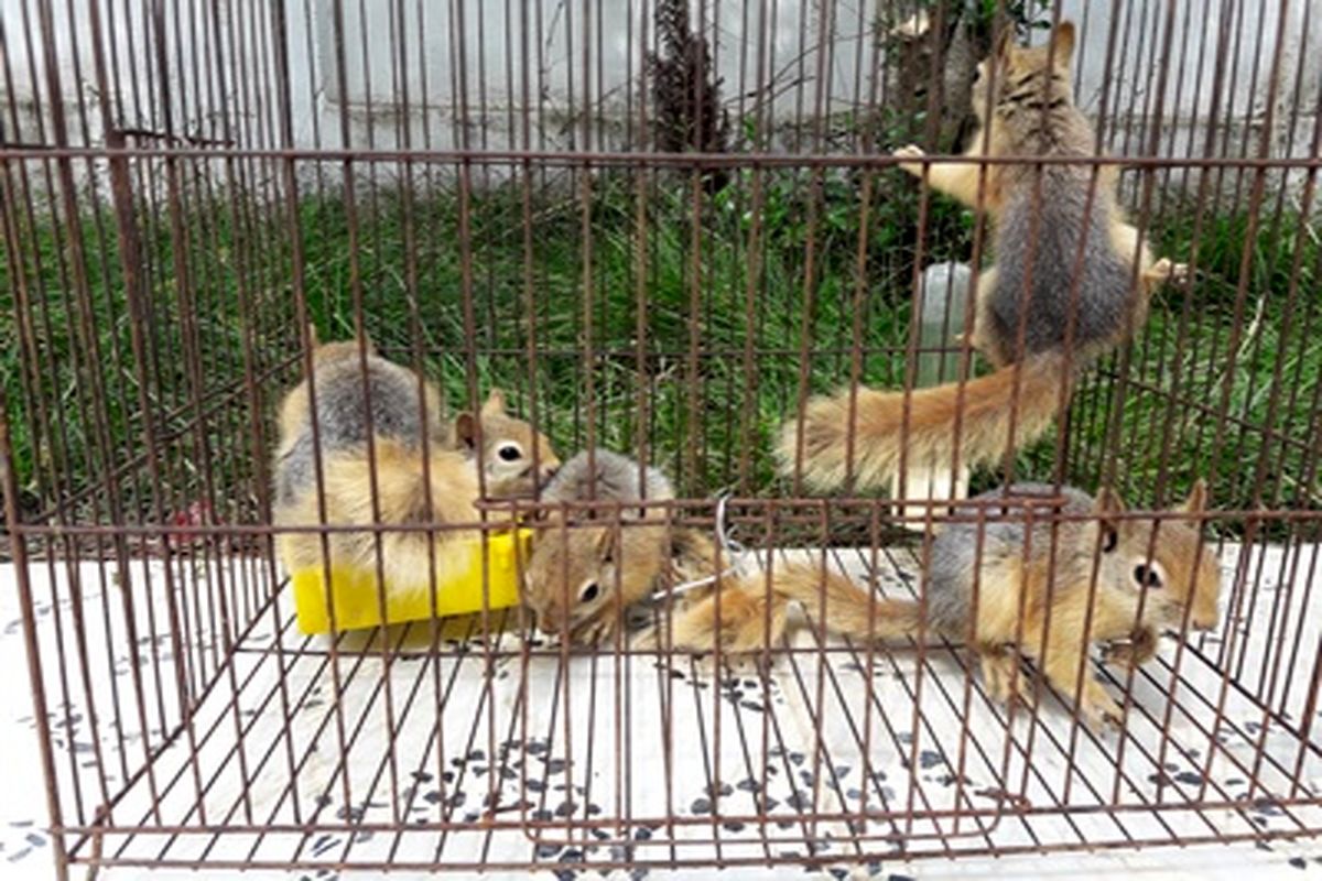 سنجاب ایرانی