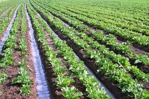 سامانه بومی هوشمند آبیاری، گام خوزستان برای مقابله با کم‌آبی است