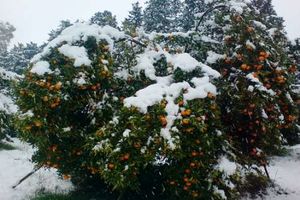 277 میلیارد ریال تسهیلات ارزان قیمت برای باغدار خسارت دیده قائم شهر