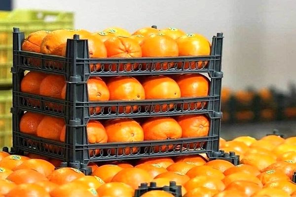  محصولات باغی و زراعی تولید شده در ایران به ۸۰ کشور جهان صادر می‌شود