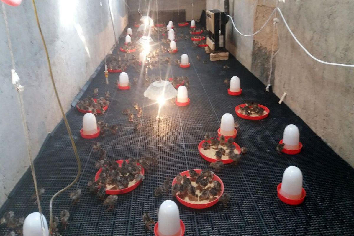 مرغداری راکد در کاشمر