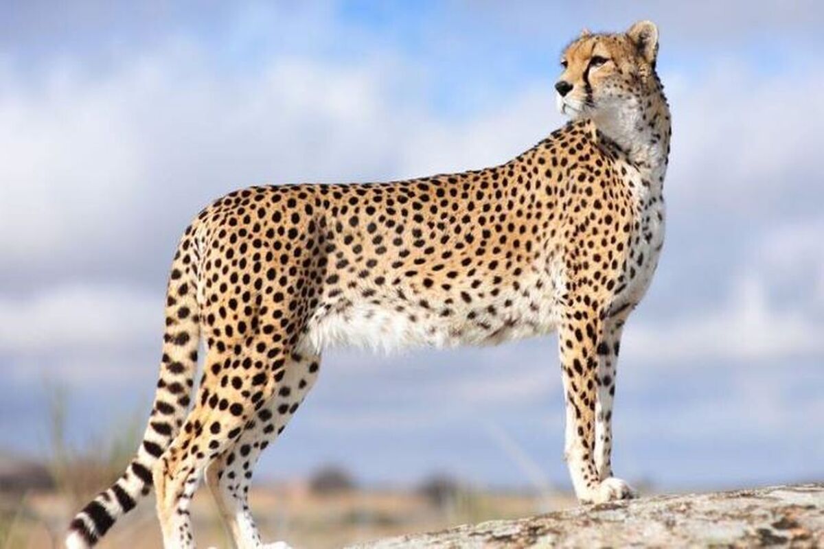 ایران یوز ایرانی