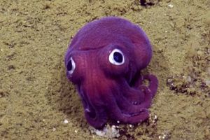 یک هشت‌پا با چشم‌های عروسکی کشف شد