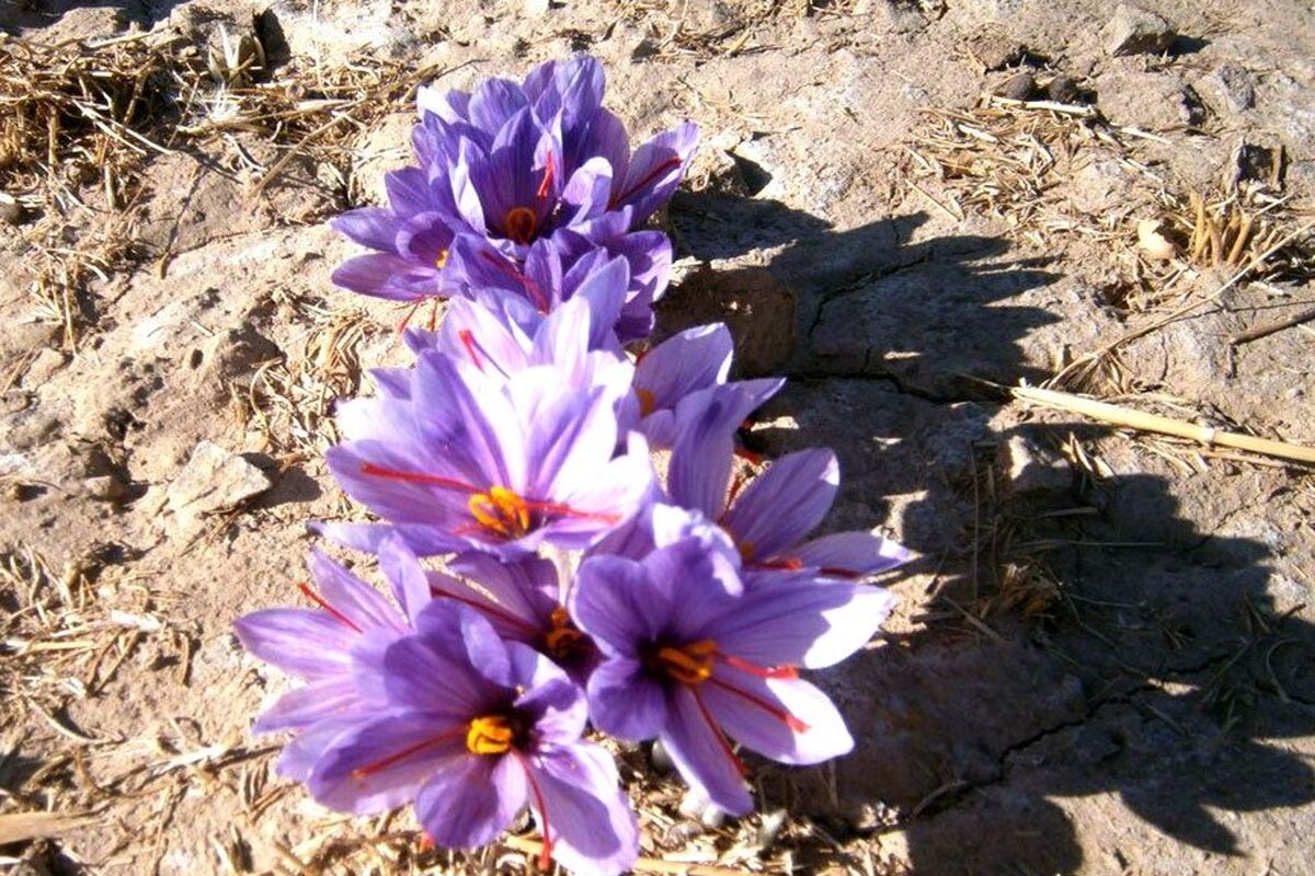 زعفران