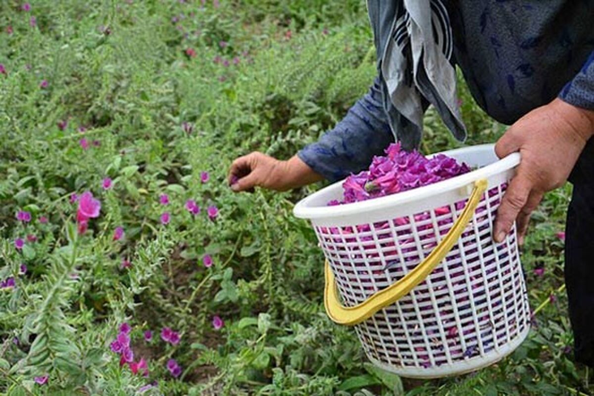 اصفهان- برداشت گیاهان دارویی