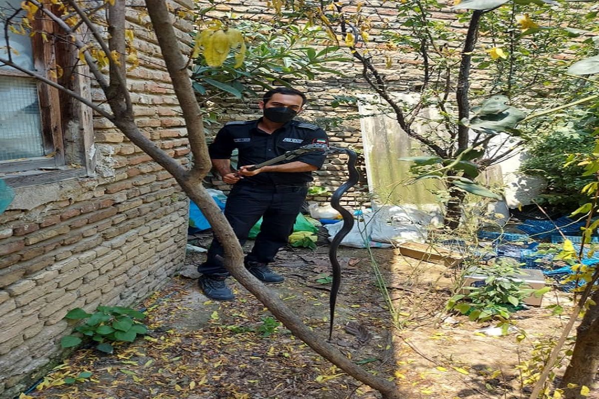 مار در ساری