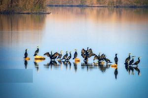 ۶ تالاب‌ خوزستان سنددار می‌شود
