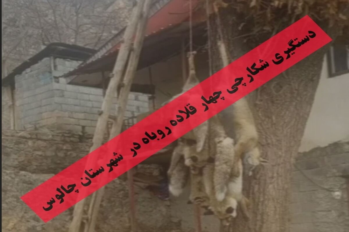 دستگیری شکارچی چهار قلاده روباه در چالوس 