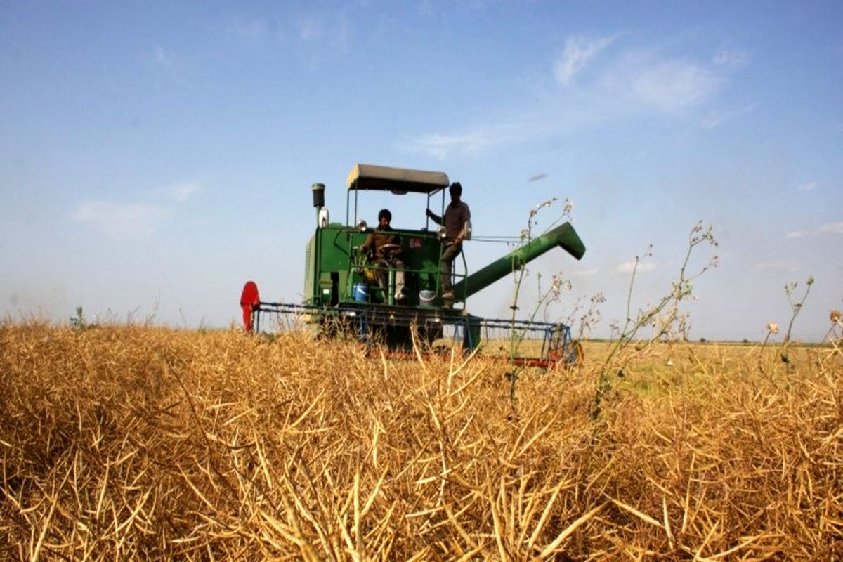 برداشت کلزا