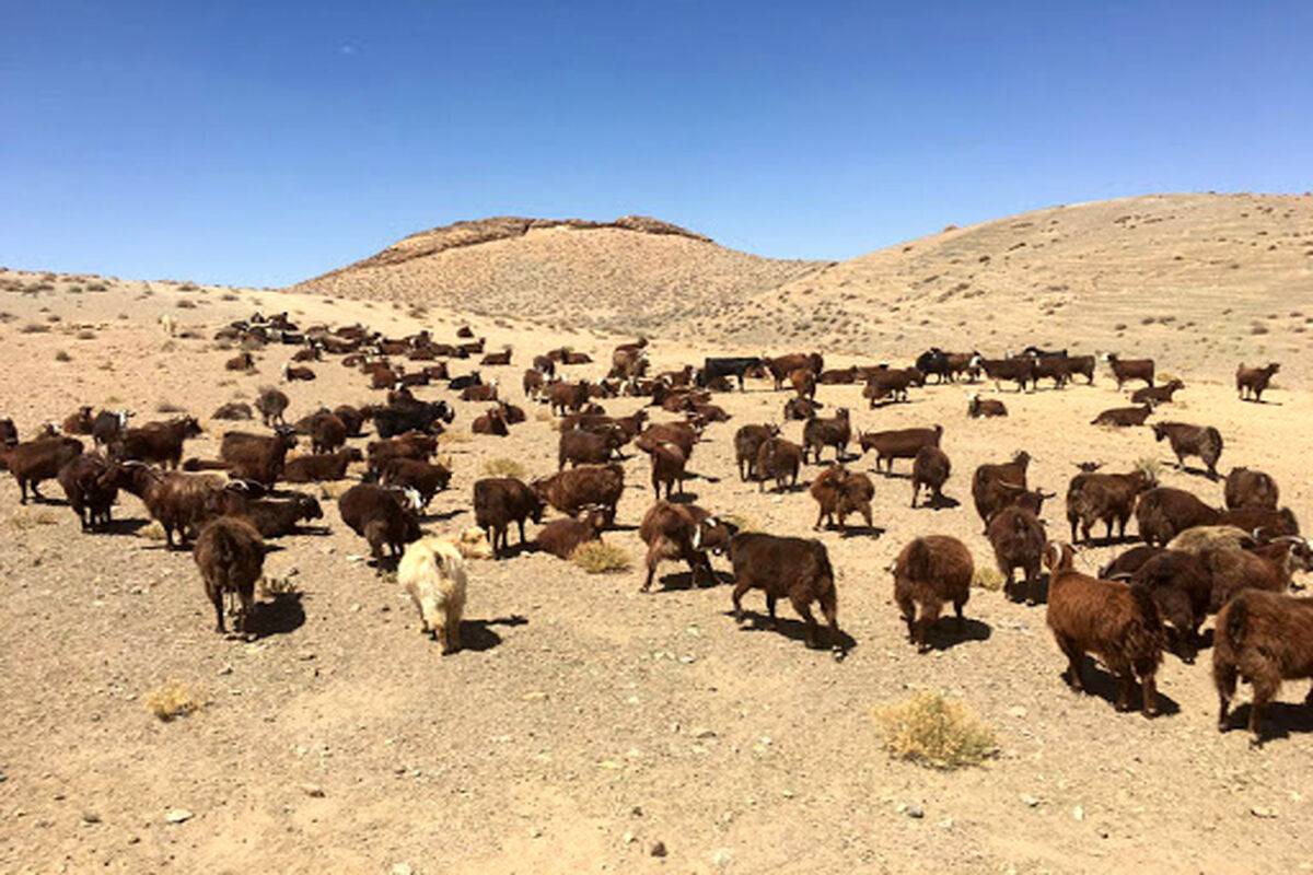  علوفه مراتع خراسان رضوی