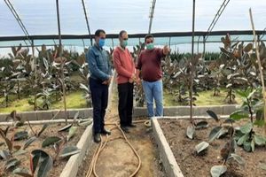 بازدید مشاور رئیس جهاد کشاورزی مازندران از گلخانه گل و گیاه زینتی محمودآباد