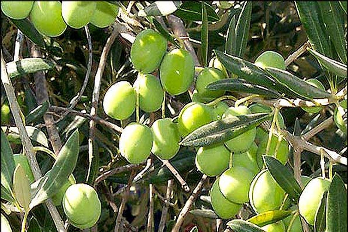 اصفهان- برداشت زیتون