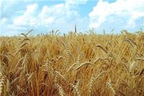 ثبت سفارش واردات گندم دوروم ممنوع شد