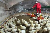 هیچ مورد انسانی آنفلوآنزای پرندگان در استان گیلان دیده نشده است