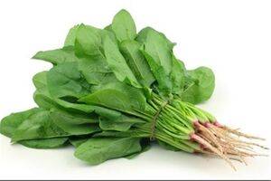 تاثیر اسفناج در پیشگیری از ابتلا به سرطان