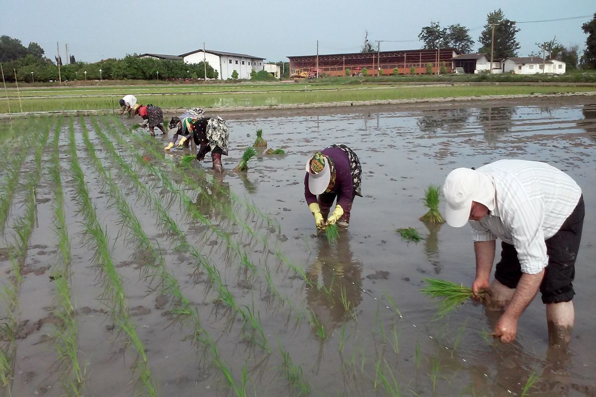 میزان مصرف آب در کشت شالی