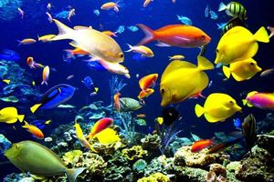 جایگاه ششم آذربایجان شرقی در تولید ماهی زینتی