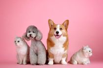 واردات سگ و گربه تکذیب شد/ ارز فقط برای کالاهای اساسی